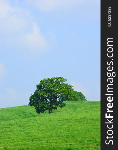 Tree In A Field Against A Blue Sky