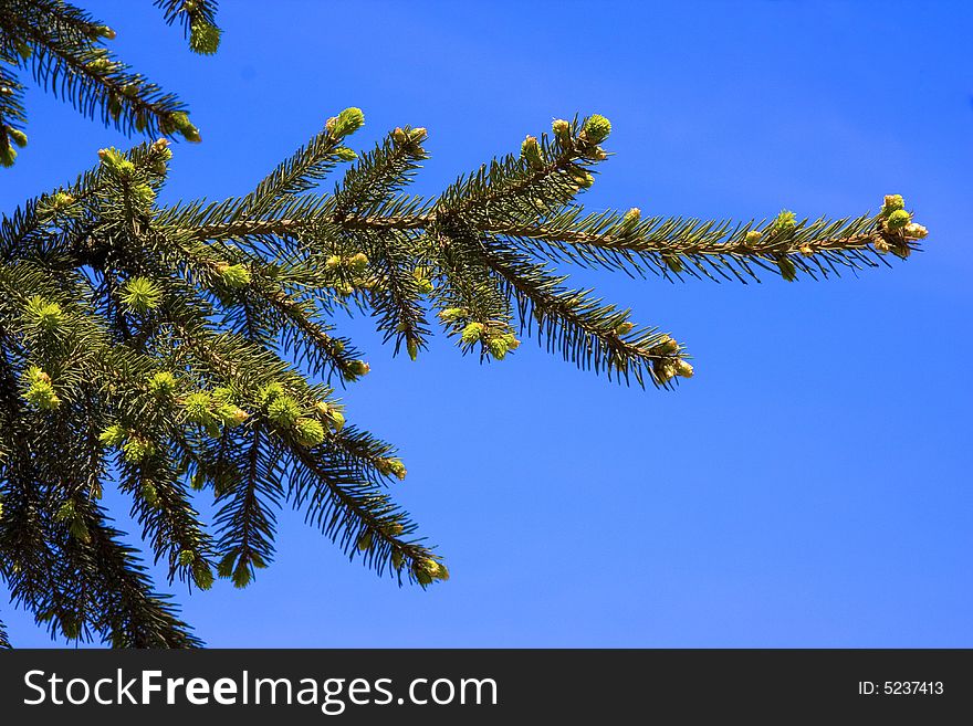 Branch of fir-tree,  on a background - blue sky