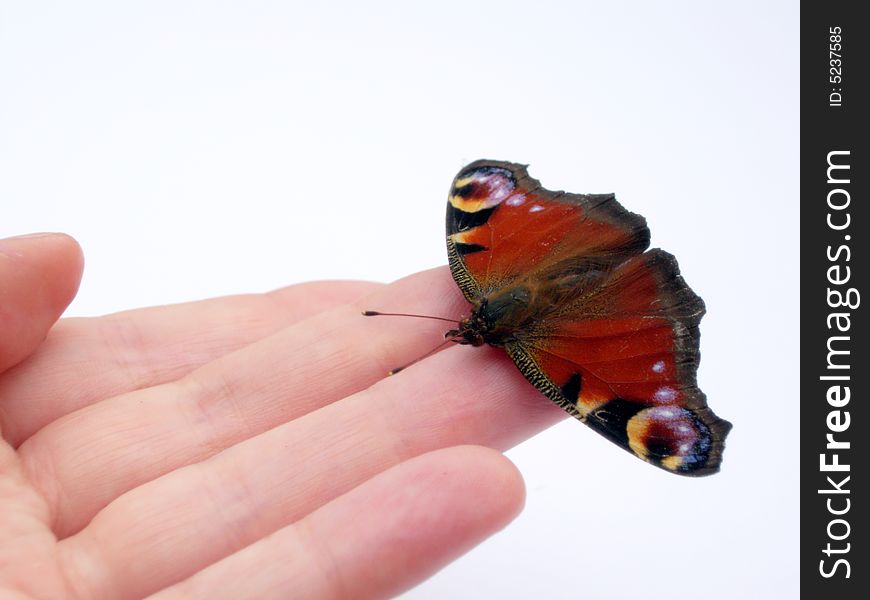 Butterfly Friend isolated with Copy Space