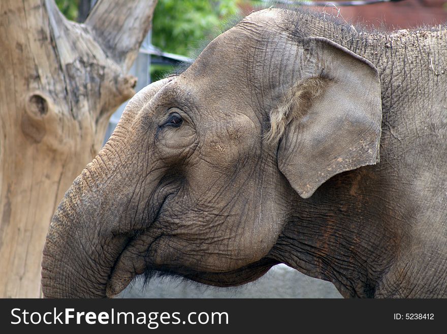 Close-up of nice brown wrinkled elephant muzzle with long proboscis. Close-up of nice brown wrinkled elephant muzzle with long proboscis