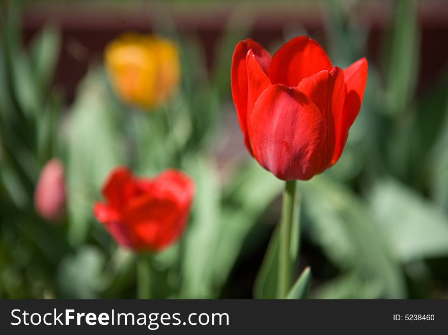 Bunch of Tulips