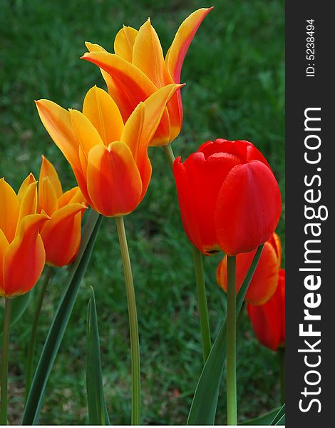 Tulips of striking colors in two stages of blooming. Tulips of striking colors in two stages of blooming