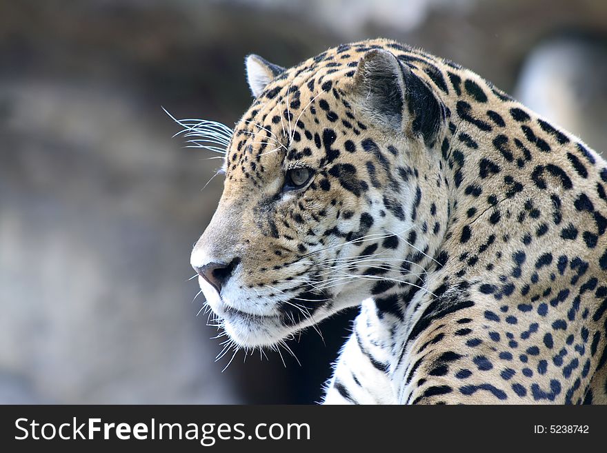 Close-up of nice spotty leopard muzzle with white whiskers. Close-up of nice spotty leopard muzzle with white whiskers