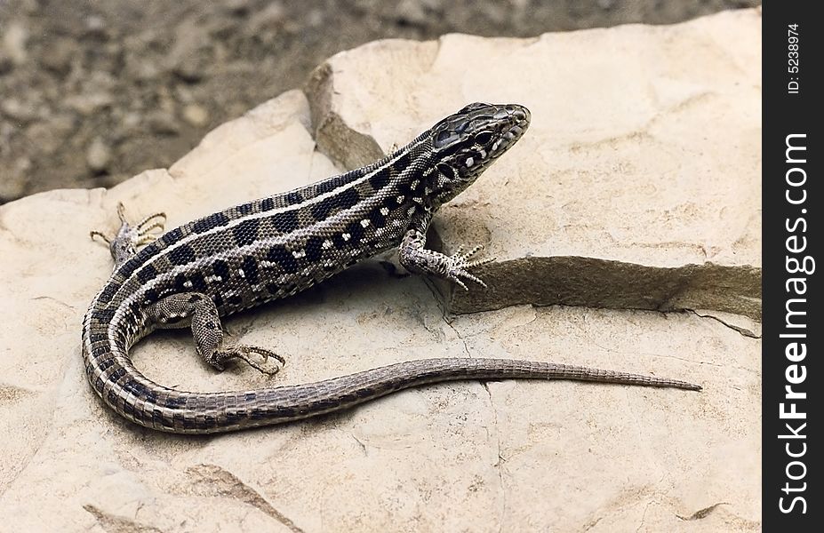 Viviparous lizard on rock