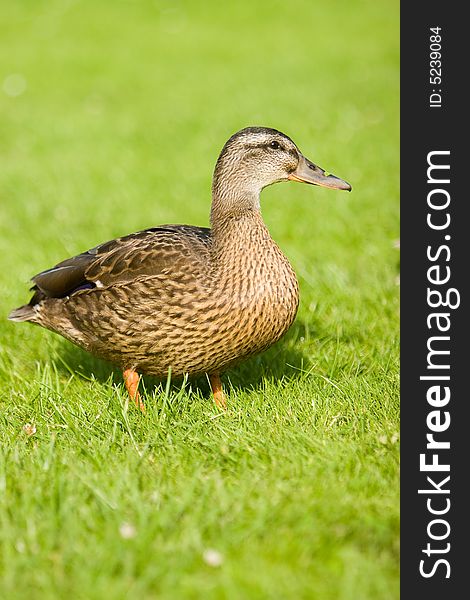 Female widgeon posturing on green grass in summer. Female widgeon posturing on green grass in summer