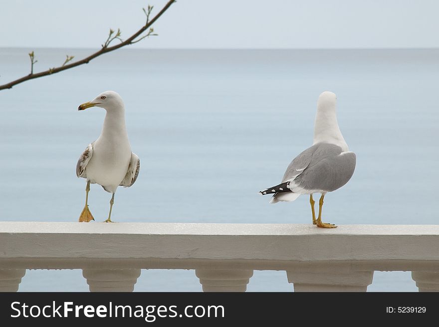 Two Gulls And Morning Sea