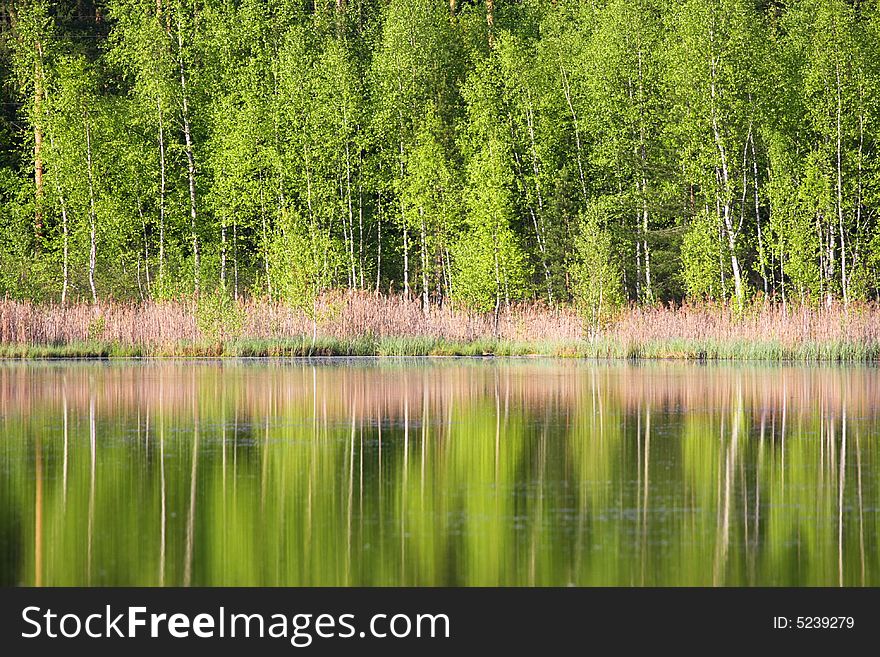 Green spring tree near the water with reflection. Green spring tree near the water with reflection