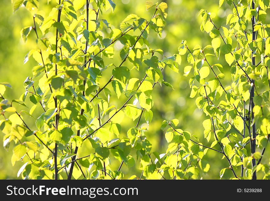 Spring yang green leaf in the sunlight