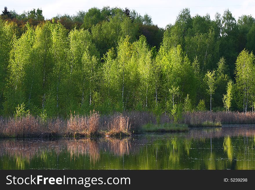 Green spring tree near the water with reflection. Green spring tree near the water with reflection