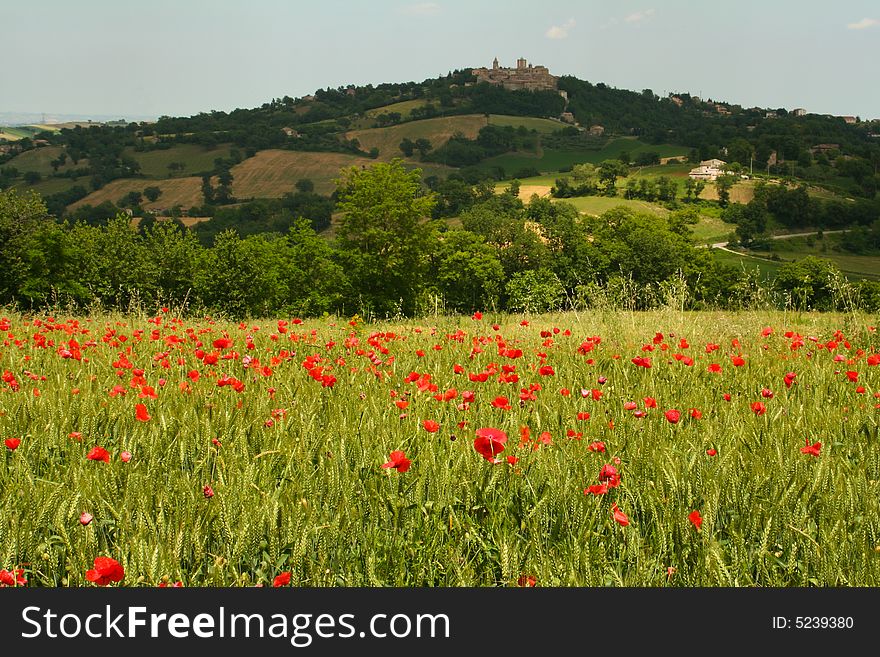 The town of Gualdo stands atop its hill with a red poppy field in the foreground, Le Marche, central Italy. The town of Gualdo stands atop its hill with a red poppy field in the foreground, Le Marche, central Italy