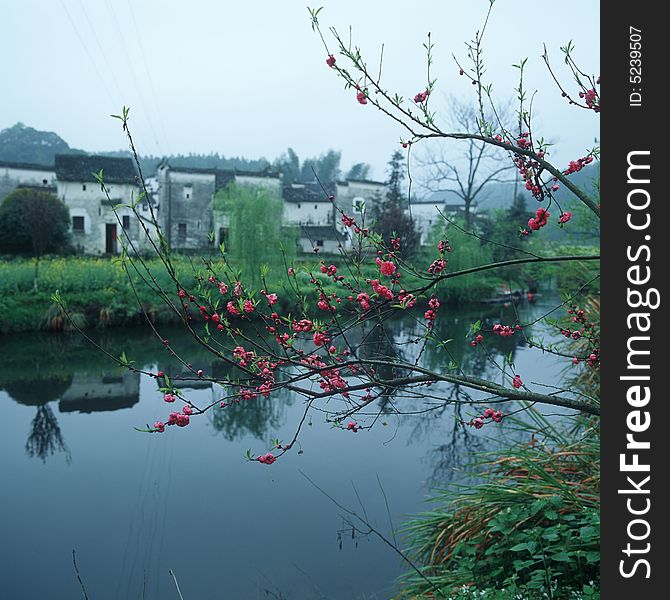 Flowers on a river. A village is on the other side. Flowers on a river. A village is on the other side.
