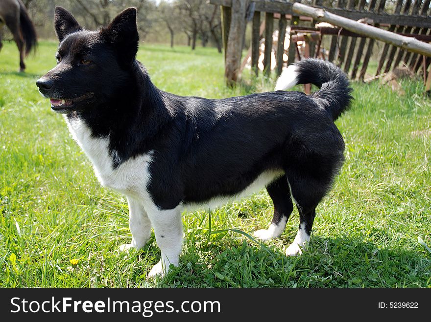 A village dog, spring 2008