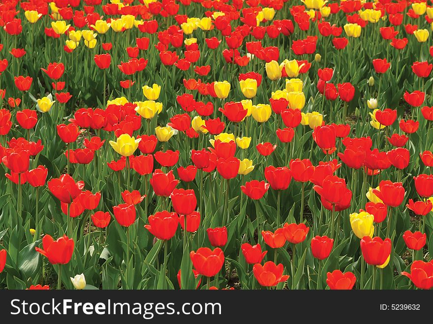 Charming spring yellow and red tulips