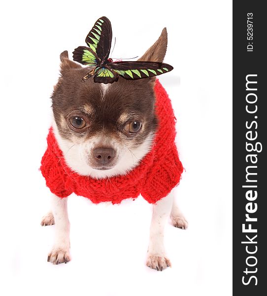 Chihuahua and butterfly on the white background