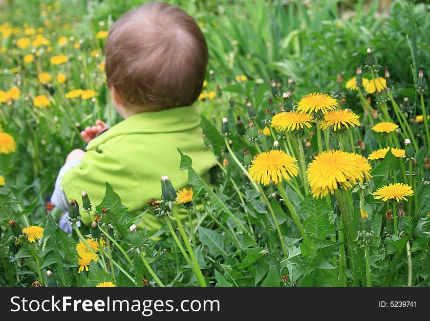 Child with the bouquet of dandelions in the hands. Child with the bouquet of dandelions in the hands