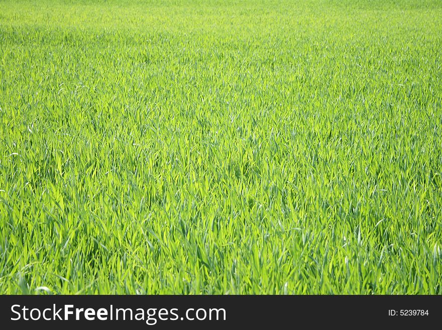 Real fresh green grass background in the nature