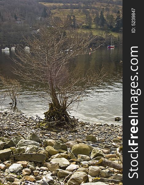 Tree By Loch Tay,