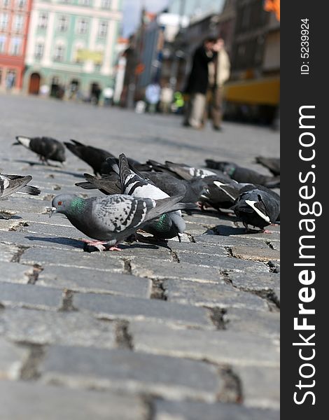 Pigeons eating on the Wroclaw`s main square