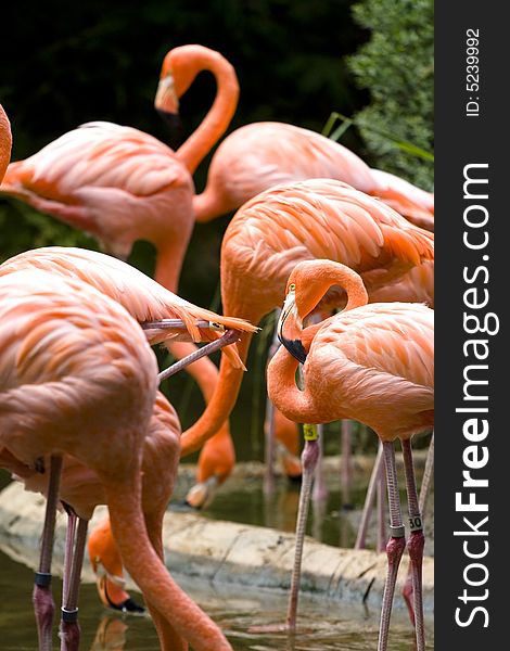 Rows of flamingos standing in water. Rows of flamingos standing in water