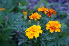 Yellow Orange Flowers Stock Image Yellow Orange Flowers Stock Image