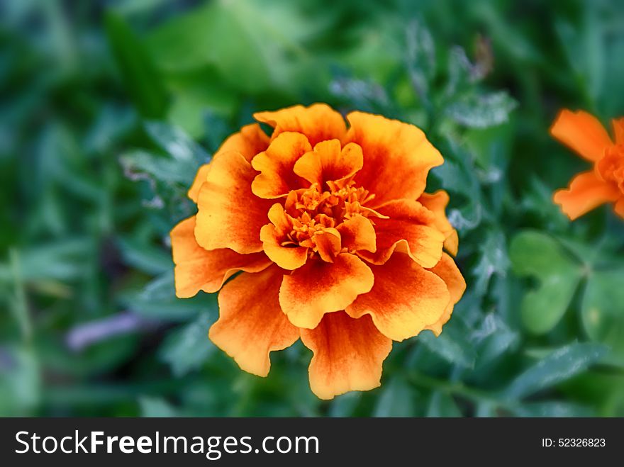 Photograph of a yellow orange flower