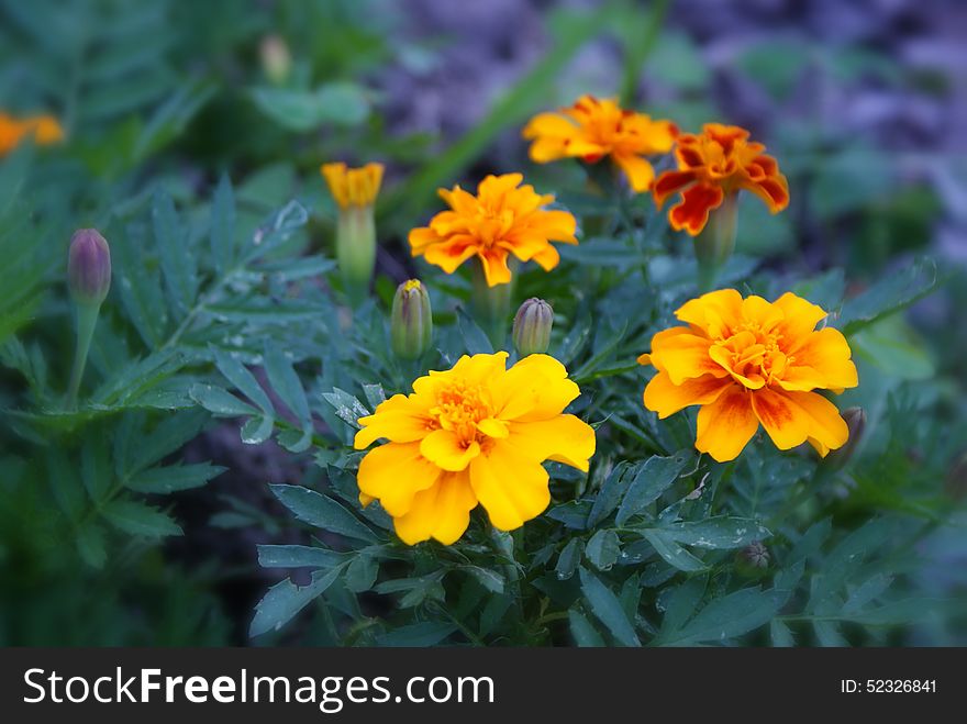 Photograph of some yellow orange flowers