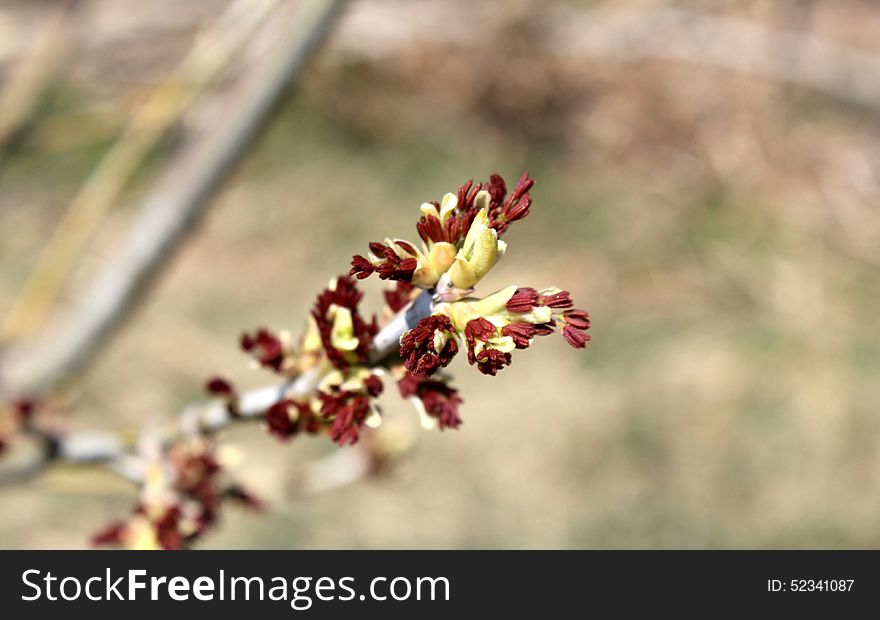 Spring twig with buds background. Spring twig with buds background