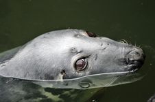 Sea Lion Royalty Free Stock Images