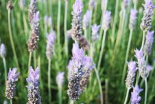 Lavender Stock Photography