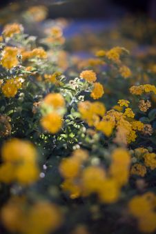 Yellow Flowers Stock Photography Yellow Flowers Stock Photography