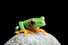 Curious Little Frog Isolated On Black Stock Images