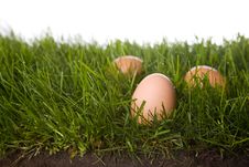 Fresh Eggs In Grass Stock Photo Fresh Eggs In Grass Stock Photo