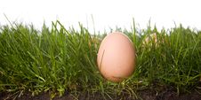Fresh Eggs In Grass Royalty Free Stock Image Fresh Eggs In Grass Royalty Free Stock Image