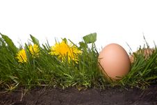 Fresh Eggs In Grass Stock Photography Fresh Eggs In Grass Stock Photography