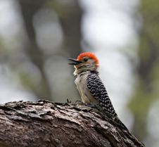 Red-bellied Woodpecker Royalty Free Stock Photos Red-bellied Woodpecker Royalty Free Stock Photos