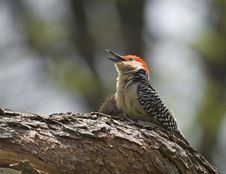 Red-bellied Woodpecker Stock Photos Red-bellied Woodpecker Stock Photos
