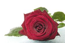 Red Rose. Royalty Free Stock Photos Red Rose. Royalty Free Stock Photos