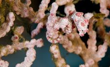 Pygmy Sea Horse Stock Images