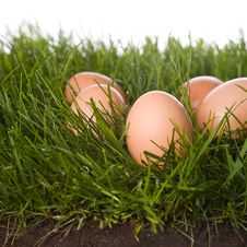 Fresh Eggs In Grass Royalty Free Stock Photography