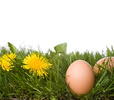 Fresh Eggs In Grass Royalty Free Stock Photography Fresh Eggs In Grass Royalty Free Stock Photography