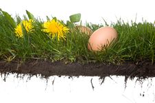 Fresh Eggs In Grass Royalty Free Stock Photo Fresh Eggs In Grass Royalty Free Stock Photo