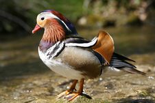 Colorful Duck Royalty Free Stock Photos