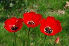 Three Tulipa Flowers Stock Photo Three Tulipa Flowers Stock Photo