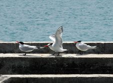 Seagulls Royalty Free Stock Images