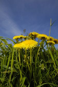 Dandelion Flowers In Nature Royalty Free Stock Image Dandelion Flowers In Nature Royalty Free Stock Image
