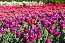 Tulip S Field Royalty Free Stock Photo Tulip S Field Royalty Free Stock Photo