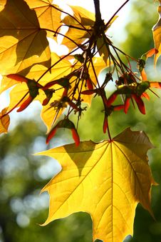 Autumn Maple Leaves Stock Photo Autumn Maple Leaves Stock Photo