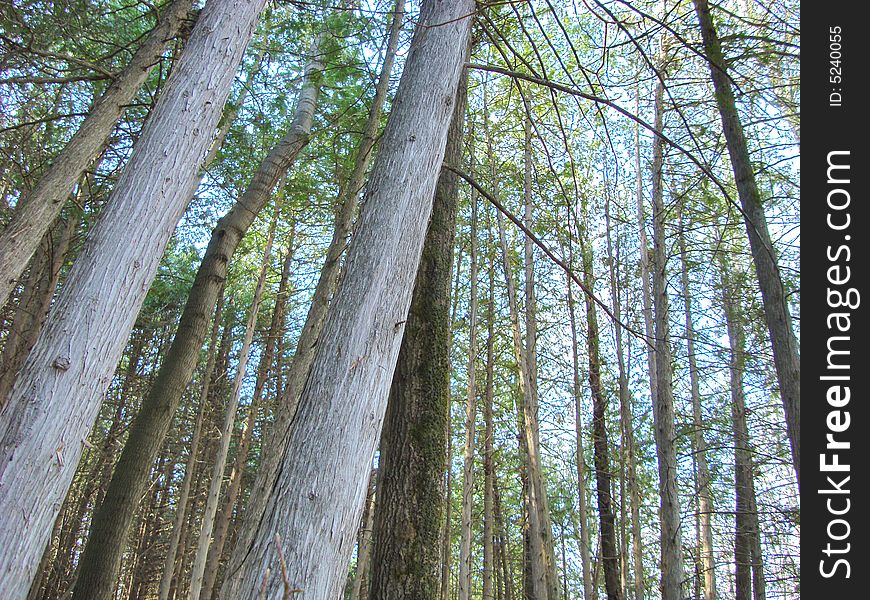 A forest in Ontario,Canada