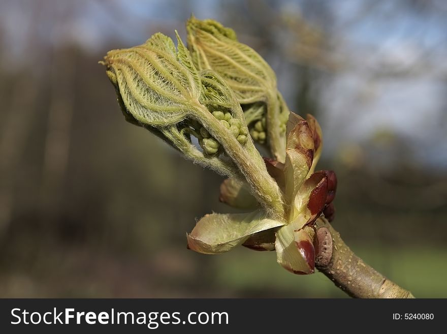 Young tree leaf bud in early spring
