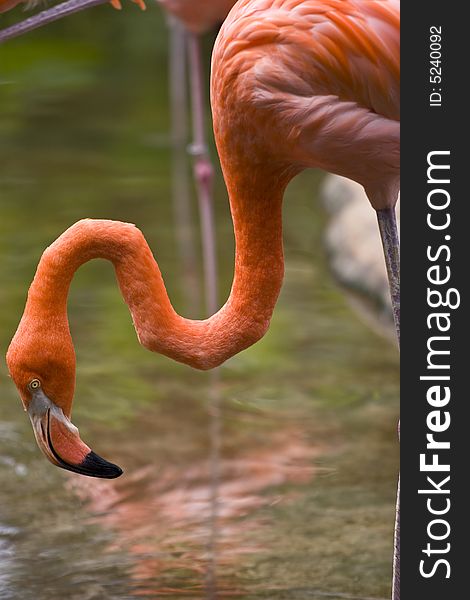 Closeup of flamingo with head down toward water. Closeup of flamingo with head down toward water